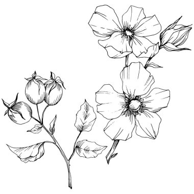 Kır çiçeği rosa canina izole bir vektör tarzı. Siyah ve beyaz mürekkep sanat kazınmış.
