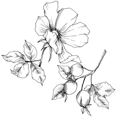 Kır çiçeği rosa canina izole bir vektör tarzı. Siyah ve beyaz mürekkep sanat kazınmış.