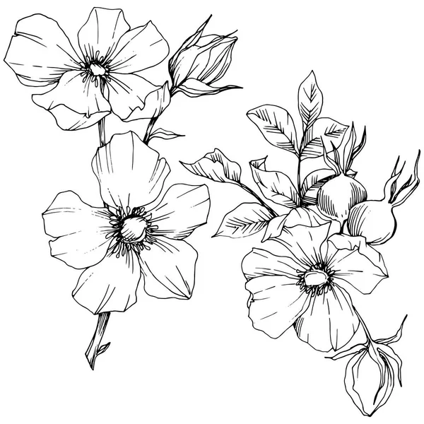 Flor silvestre rosa canina en un estilo vectorial aislado. Arte de tinta grabada en blanco y negro . — Vector de stock