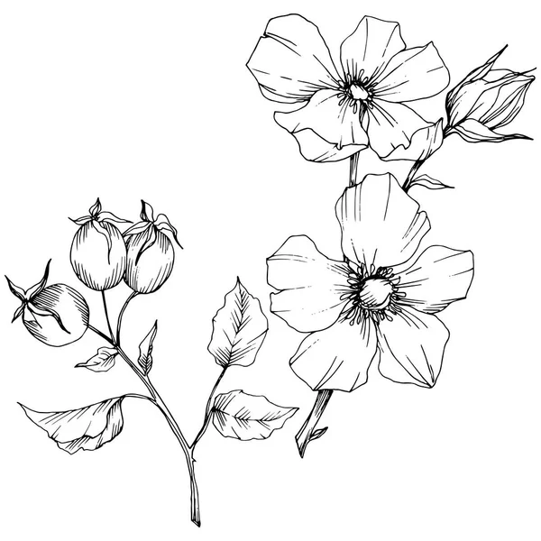 Flor silvestre rosa canina en un estilo vectorial aislado. Arte de tinta grabada en blanco y negro . — Vector de stock