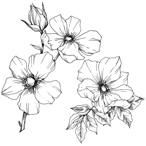 Flor silvestre rosa canina en un estilo vectorial aislado. Arte de tinta grabada en blanco y negro . — Vector de stock