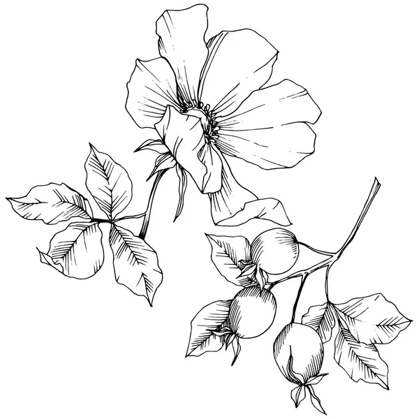 Wildflower rosa canina w stylu wektor na białym tle. Czarno-białe grawerowane sztuki atramentu. — Wektor stockowy