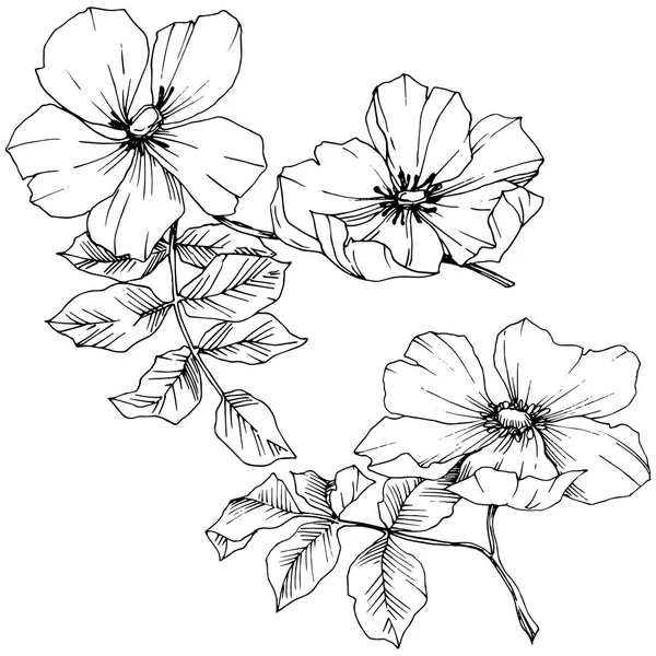 Wildflower rosa canina in de stijl van een vector geïsoleerd. Zwart-wit gegraveerd inkt kunst. — Stockvector