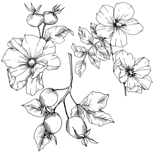 Flor silvestre rosa canina en un estilo vectorial aislado. Arte de tinta grabada en blanco y negro . — Vector de stock