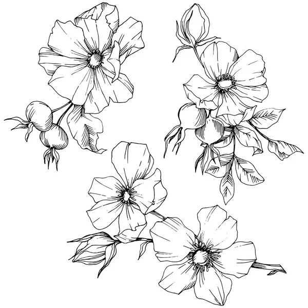 Flor silvestre rosa canina en un estilo vectorial aislado. Arte de tinta grabada en blanco y negro . — Vector de stock