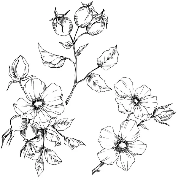 Flor silvestre rosa canina en un estilo vectorial aislado. Arte de tinta grabada en blanco y negro . — Vector de stock