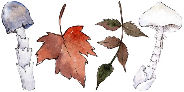 Conjunto aquarela de elementos da natureza outono. Elemento ilustrativo isolado . — Fotografia de Stock