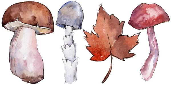 Akvarelu sada prvků podzimní přírody. Izolované ilustrace prvek. — Stock fotografie