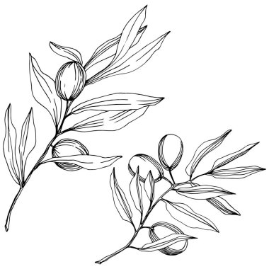 Zeytin ağacı izole bir vektör tarzı. Siyah ve beyaz mürekkep sanat kazınmış.