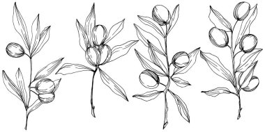 Zeytin ağacı izole bir vektör tarzı. Siyah ve beyaz mürekkep sanat kazınmış.