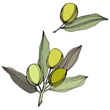 Zeytin ağacı izole bir vektör tarzı. Yeşil oyulmuş mürekkep sanat.
