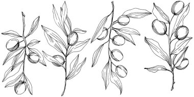 Zeytin ağacı izole bir vektör tarzı. Siyah ve beyaz mürekkep sanat kazınmış.