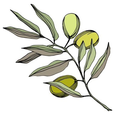 Zeytin ağacı izole bir vektör tarzı. Yeşil oyulmuş mürekkep sanat.