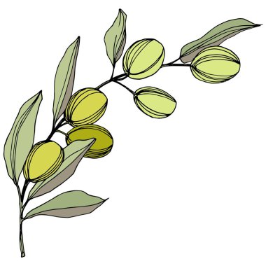 Zeytin ağacı izole bir vektör tarzı. Yeşil oyulmuş mürekkep sanat.