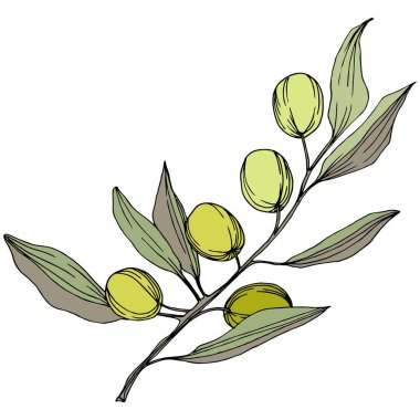 Zeytin ağacı izole bir vektör tarzı. Yeşil oyulmuş mürekkep sanat.