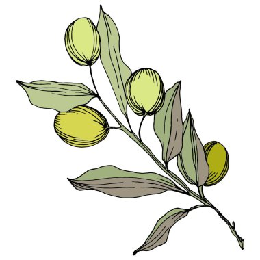 Zeytin ağacı izole bir vektör tarzı. Yeşil oyulmuş mürekkep sanat.