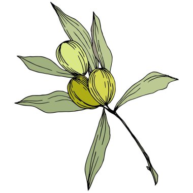 Zeytin ağacı izole bir vektör tarzı. Yeşil oyulmuş mürekkep sanat.