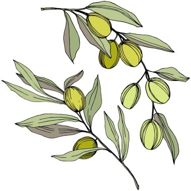 Zeytin ağacı izole bir vektör tarzı. Yeşil oyulmuş mürekkep sanat.