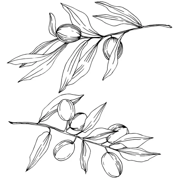 Olivenbaum im Vektorstil isoliert. Schwarz-weiß gravierte Tuschekunst. — Stockvektor