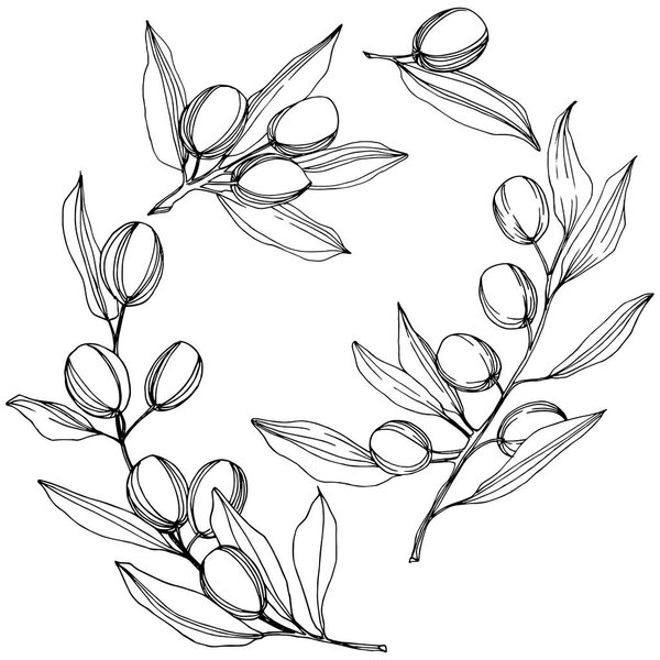 Olive tree in a vector style isolated. Black and white engraved ink art.