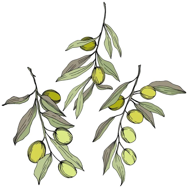 Оливкове дерево в векторному стилі ізольовано. Зелене гравірування чорнила . — стоковий вектор