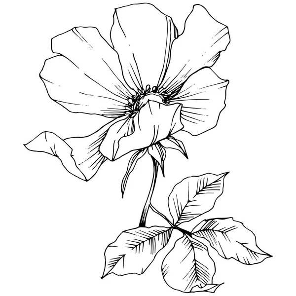 Fleur sauvage rosa canina dans un style vectoriel isolé. Encre gravée noir et blanc art . — Image vectorielle