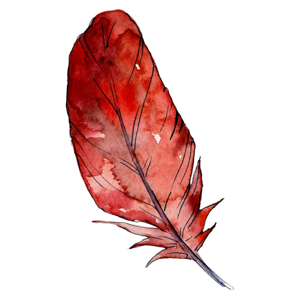 Feater vermelho. Pena de pássaro aquarela de asa isolada. Pena Aquarelle para textura. Conjunto de fundo . — Fotografia de Stock