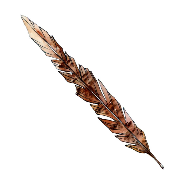 Brown feater. Watercolor bird feather from wing isolated. Aquarelle feather for texture. Background set — Stock Photo, Image