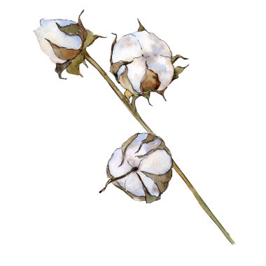 Beyaz Yeşil Pamuk. Ham Pamuk. Yeşil yaprak. Botanik Bahçe çiçek bitki örtüsü bitki. İzole pamuk illüstrasyon öğesi