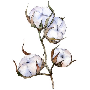 Beyaz Yeşil Pamuk. Ham Pamuk. Yeşil yaprak. Botanik Bahçe çiçek bitki örtüsü bitki. İzole pamuk illüstrasyon öğesi