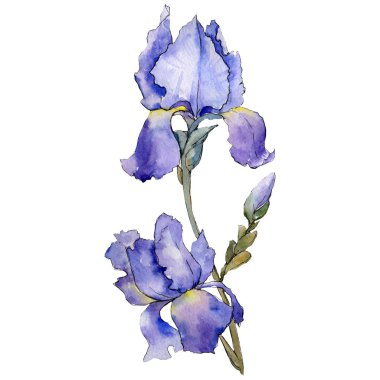 Mor Iris. Botanik çiçek. Suluboya çizim aquarelle izole. İzole Iris resim öğesi.