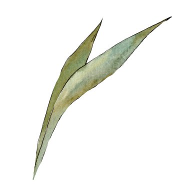 Mor Iris. Botanik çiçek. Vahşi bahar yaprak izole kır çiçeği. Suluboya arka plan illüstrasyon küme. Suluboya çizim moda aquarelle izole. İzole Iris resim öğesi.