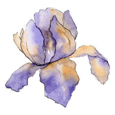 Mor Iris. Botanik çiçek. Suluboya çizim aquarelle izole. İzole Iris resim öğesi.