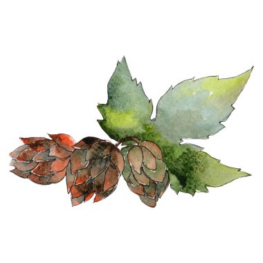 Yeşil şerbetçiotu. Yeşil yaprak. Bitki botanik yeşillik. Suluboya arka plan illüstrasyon küme. İzole atlama öğesi.