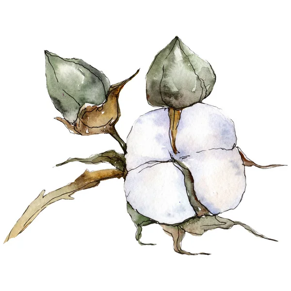 緑の白い綿。綿花。緑の葉。植物園の花葉を植物します。孤立した綿の図要素 — ストック写真
