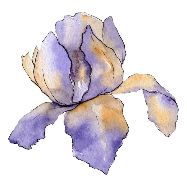 Lila iris. Blommig botaniska blomma. Akvarell-ritning aquarelle isolerade. Isolerade iris illustration element. — Stockfoto