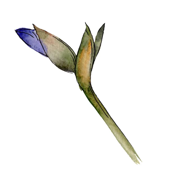 Íris roxa. Floral flor botânica. Aquarelle desenho aquarelle isolado. Iris isolado elemento de ilustração . — Fotografia de Stock