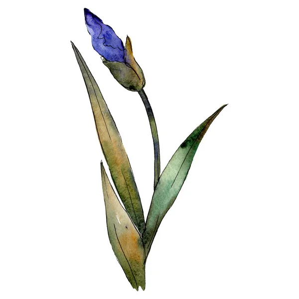 Mor Iris. Botanik çiçek. Suluboya çizim aquarelle izole. İzole Iris resim öğesi. — Stok fotoğraf