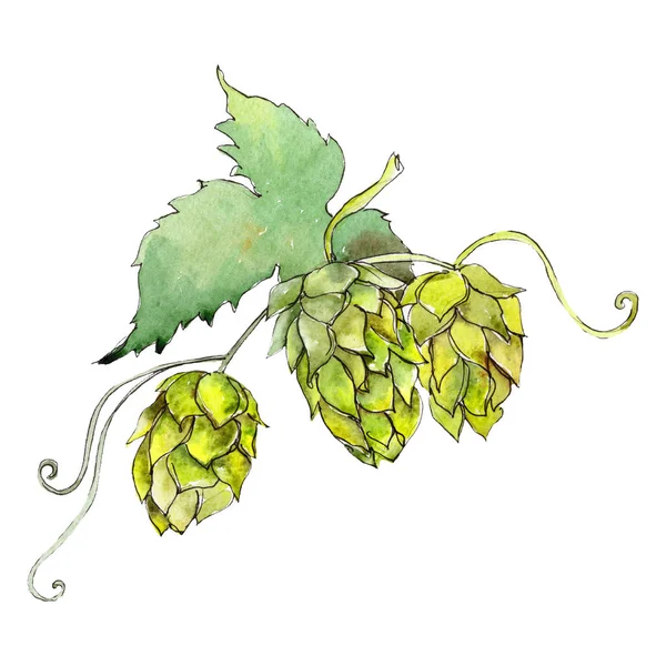 绿色啤酒花。绿叶。植物植物植物叶子。水彩背景插图集。隔离的跃点元素. — 图库照片