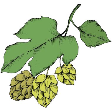 Siyah ve beyaz mürekkep sanat kazınmış. Yeşil yaprak. Leaf bitki botanik