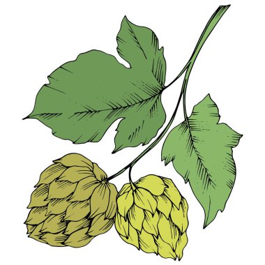 Siyah ve beyaz mürekkep sanat kazınmış. Yeşil yaprak. Leaf bitki botanik