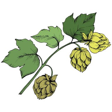 Siyah ve beyaz mürekkep sanat kazınmış. Yeşil yaprak. Leaf bitki botanik