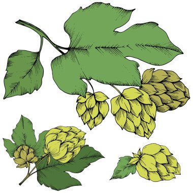 Siyah ve beyaz mürekkep sanat kazınmış. Yeşil yaprak. Leaf bitki botanik