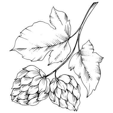 Siyah ve beyaz şerbetçi mürekkep sanat kazınmış. İzole şerbetçi illus