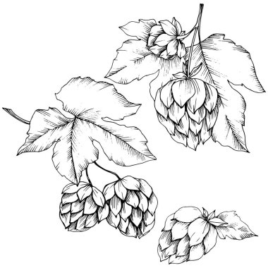 Siyah ve beyaz şerbetçi mürekkep sanat kazınmış. İzole şerbetçi illus