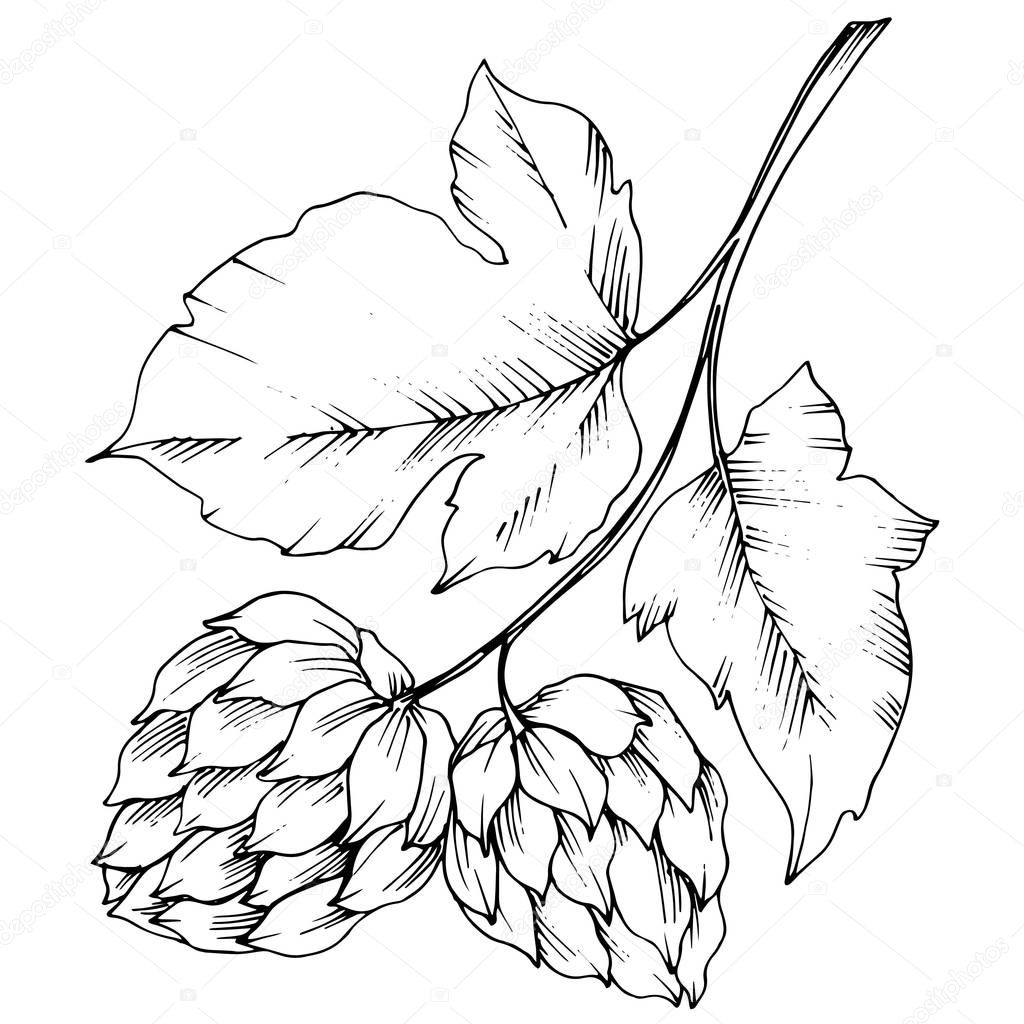 Black and white engraved humulus ink art. Isolated humulus illus