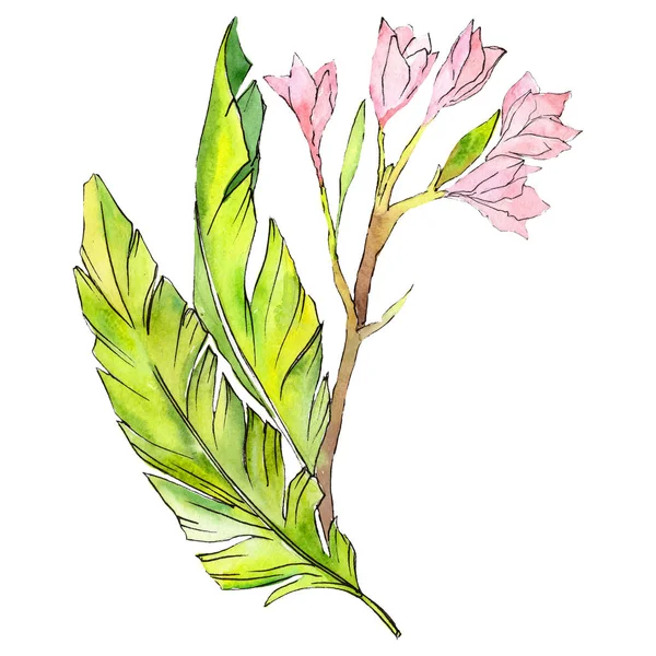 Pembe kireç tropikal çiçek. Kireç yaprak. Yaprak bitki botanik bahçe çiçek yaprakları. İzole tropikal çiçek öğe