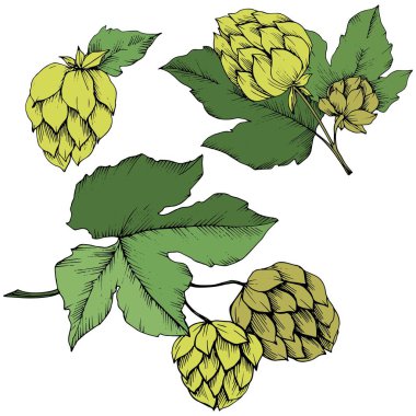 Vektör. Siyah ve beyaz mürekkep sanat kazınmış. Yeşil yaprak. Leaf bitki botanik