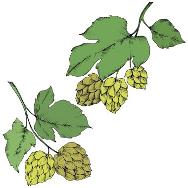 Vektör. Siyah ve beyaz mürekkep sanat kazınmış. Yeşil yaprak. Leaf bitki botanik