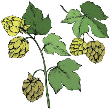 Vektör. Siyah ve beyaz mürekkep sanat kazınmış. Yeşil yaprak. Leaf bitki botanik